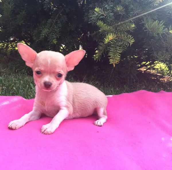 Chihuahua mini (cuccioli maschio e femmina) | Foto 0