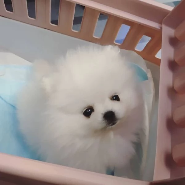 Volpino Pomeranian (cuccioli maschio e femmina)