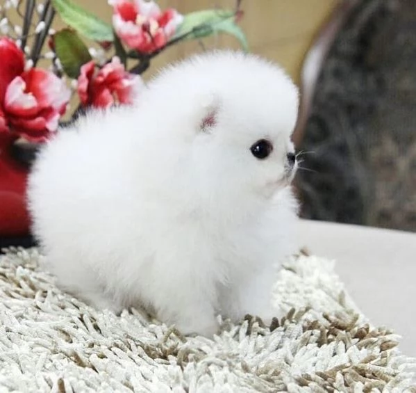 Volpino Pomeranian (cuccioli maschio e femmina) | Foto 1