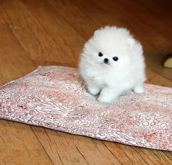 Volpino Pomeranian (cuccioli maschio e femmina)