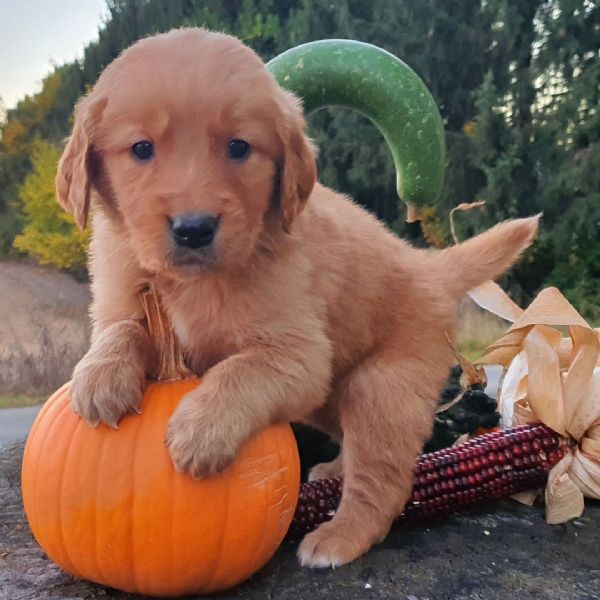 Golden Retriever (cuccioli maschio e femmina) | Foto 0