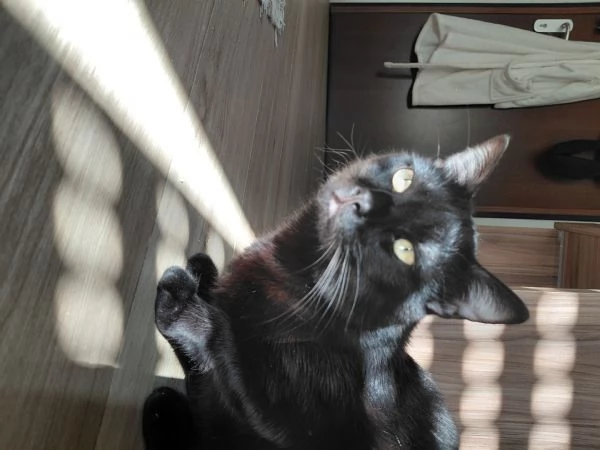 Gatto