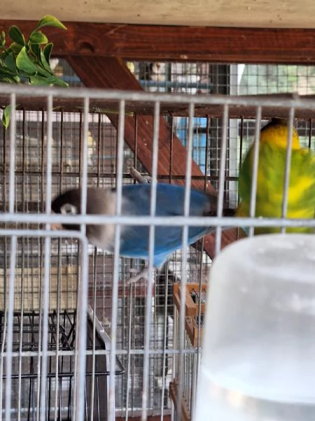 Pappagalli inseparabili personata