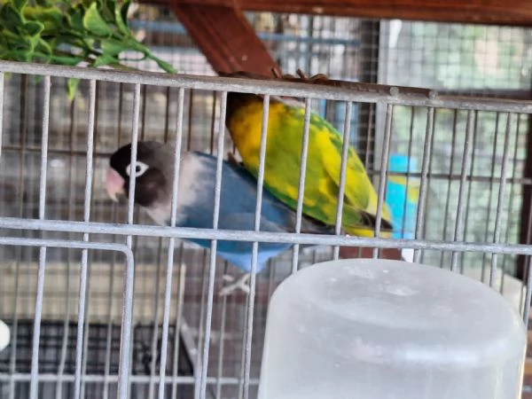 Pappagalli inseparabili personata | Foto 2