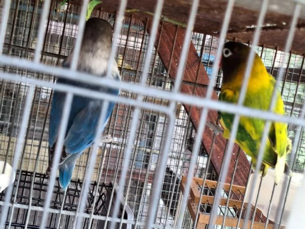 Pappagalli inseparabili personata | Foto 1