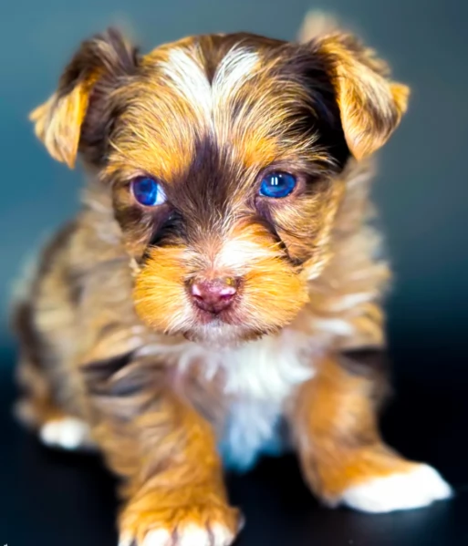 Cuccioli di Yorkshire registrati disponibili per l'adozione