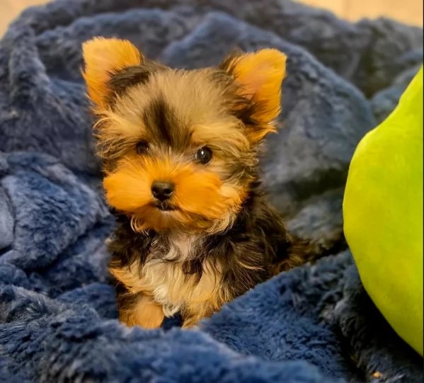 ? Cucciolo CKC Teacup – Maschio ?