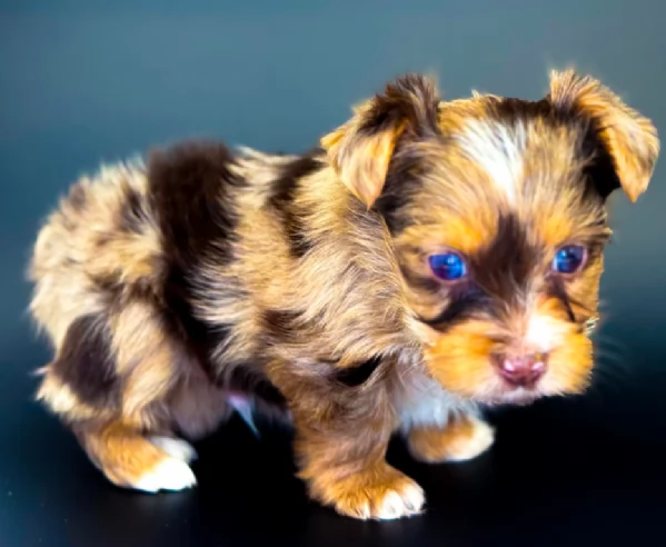 Romeo yorkshire terrier