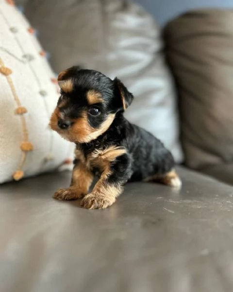 Femmina di Yorkshire 2