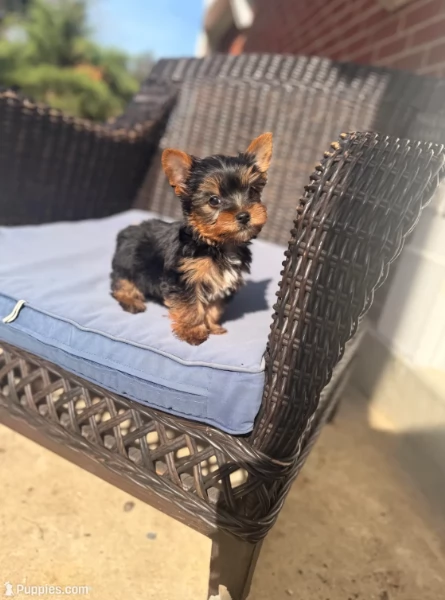 Yorkshire Terrier sano