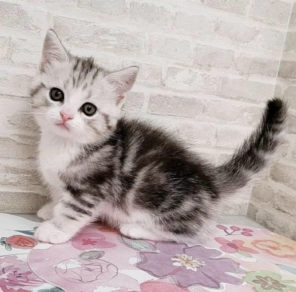 Disponibili per l'adozione gattini Munchkin dal muso peloso e dal pelo soffice. | Foto 2