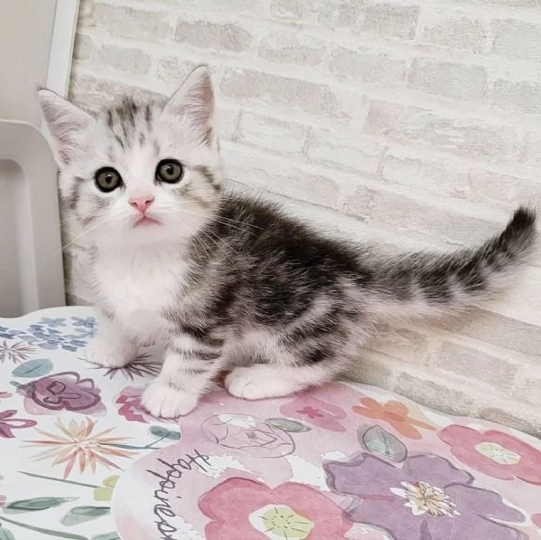 Disponibili per l'adozione gattini Munchkin dal muso peloso e dal pelo soffice. | Foto 1