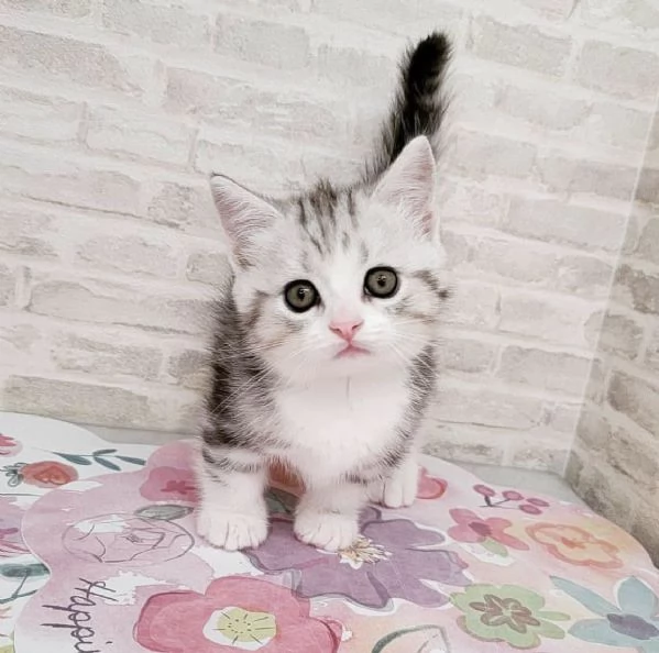 Disponibili per l'adozione gattini Munchkin dal muso peloso e dal pelo soffice. | Foto 0