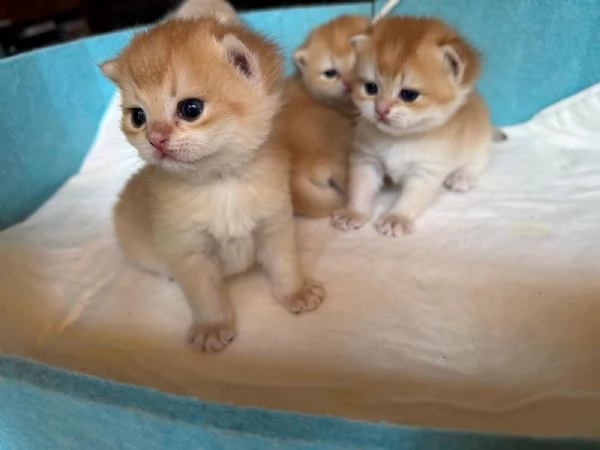 Gattini British shorthair golden chell. Scottish straight | Foto 6