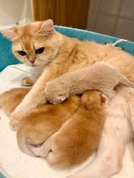 Gattini British shorthair golden chell. Scottish straight | Foto 5