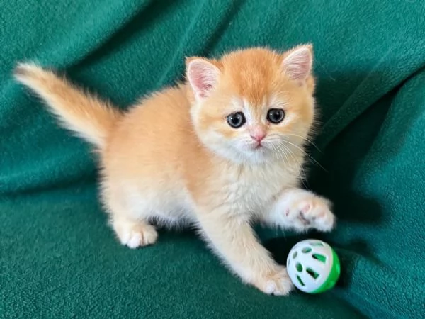 Gattini British shorthair golden chell. Scottish straight | Foto 4