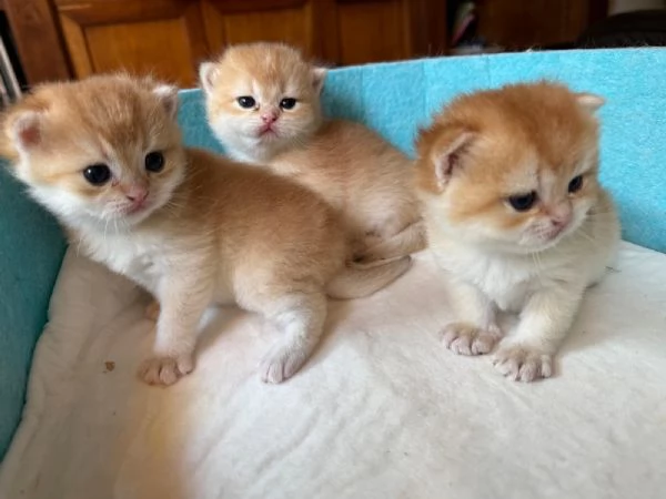 Gattini British shorthair golden chell. Scottish straight | Foto 3