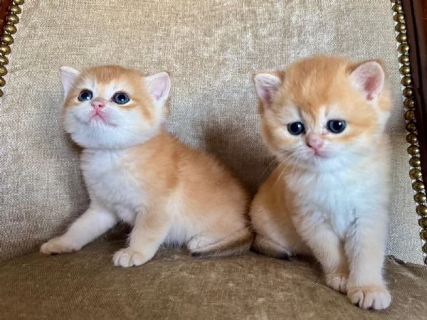 Gattini British shorthair golden chell. Scottish straight | Foto 2