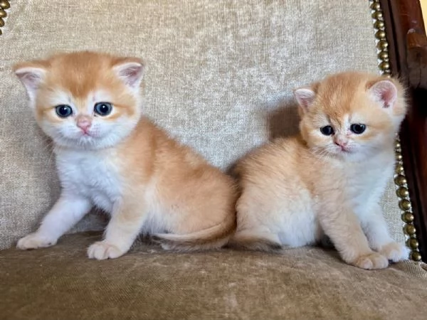 Gattini British shorthair golden chell. Scottish straight | Foto 1