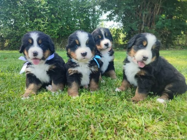 ~~~~CUCCIOLI BOVARO DEL BERNESE~~~