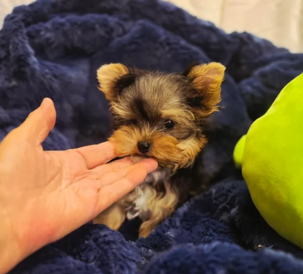 Cuccioli di Yorkshire registrati disponibili per l'adozione