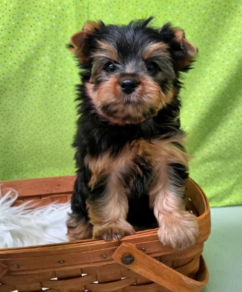 Cuccioli di Yorkie Teacup piccolissimi ora disponibili.