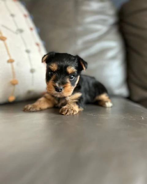 Cucciolo di Yorkshire Terrier di alta qualit&agrave;, allevato in famiglia