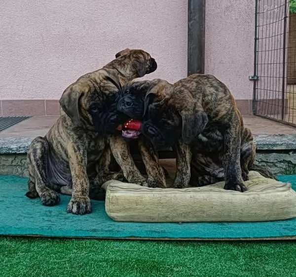 Vendita cuccioli di bullmastiff