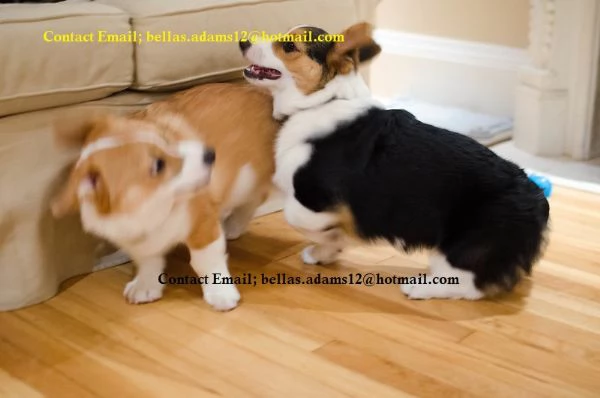 Preziosi cuccioli di Corgi dalle zampe corte