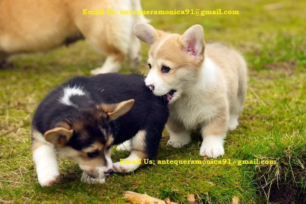 preziosi cuccioli di Corgi dalle zampe corte