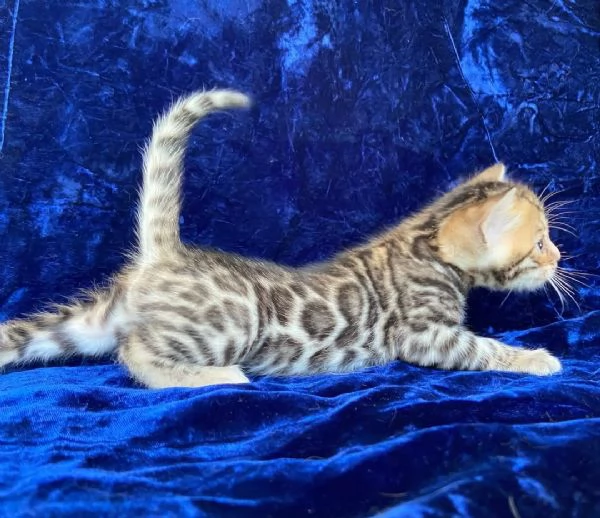 Úžasná ?istokrevná bengálská ko?ata k adopci | Foto 3