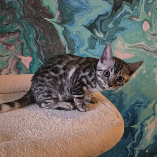 Úžasná ?istokrevná bengálská ko?ata k adopci | Foto 2