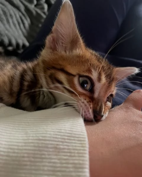 Úžasná ?istokrevná bengálská ko?ata k adopci | Foto 1