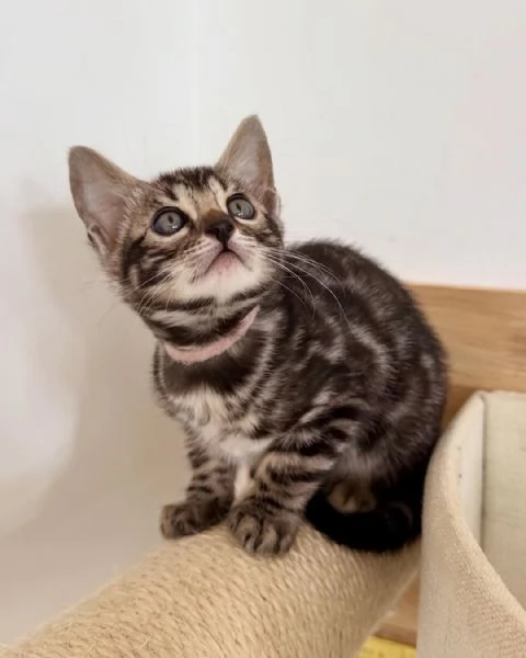 Úžasná ?istokrevná bengálská ko?ata k adopci | Foto 0