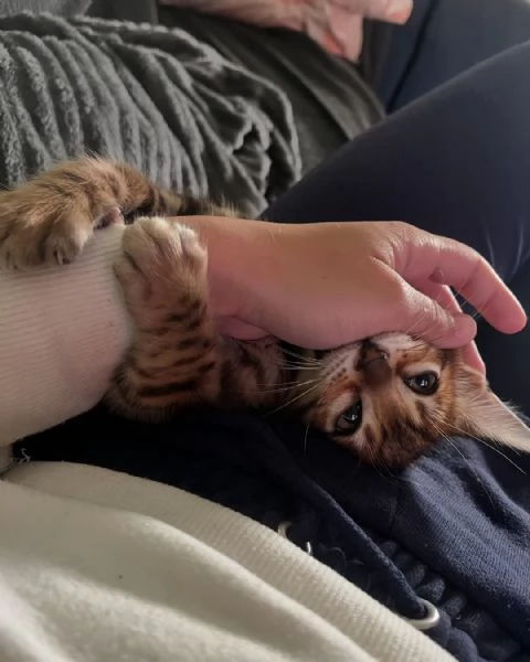 Úžasná ?istokrevná bengálská ko?ata k adopci