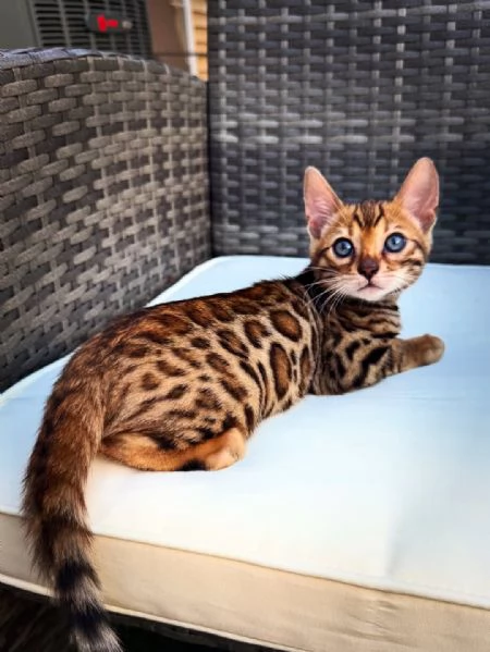 Gattini Bengala  | Foto 3
