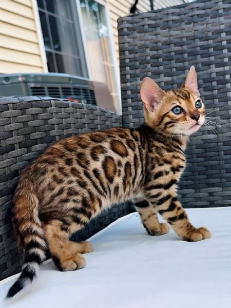 Gattini Bengala  | Foto 2