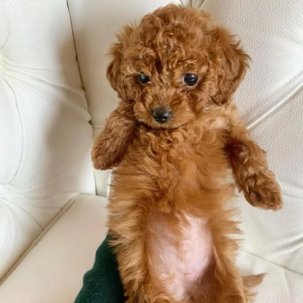 Disponibile un barboncino Toy | Foto 0