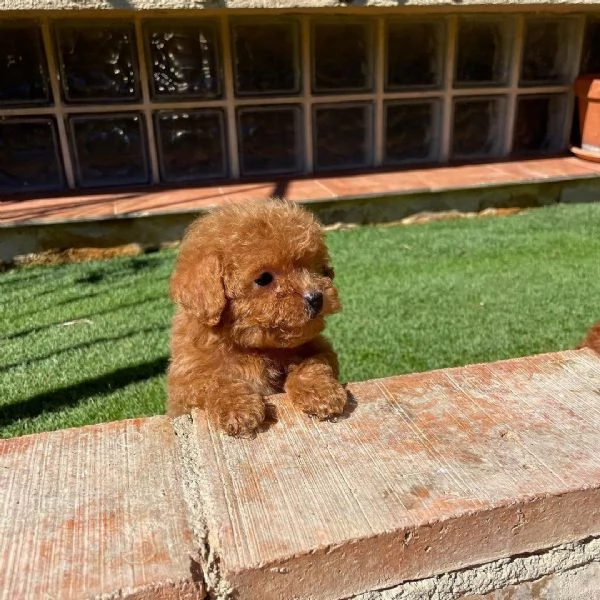 Disponibile un barboncino Toy