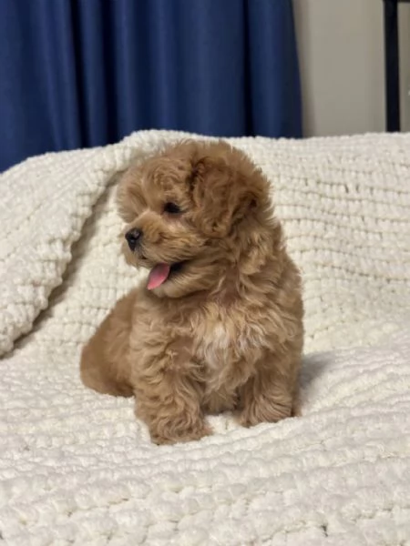 Cucciolo di barboncino 