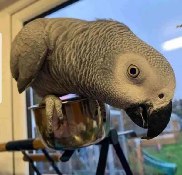 *****Adorabili e simpaticissimi due pappagalli cenerini africani in cerca di una nuova casa***