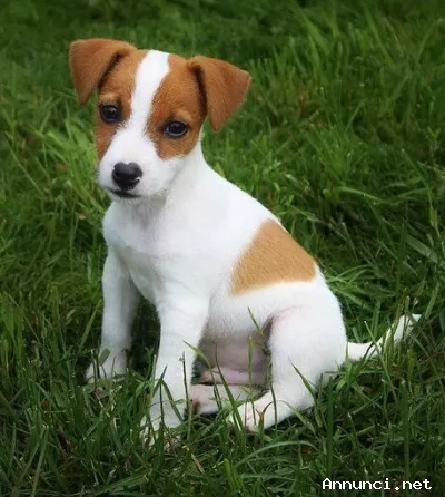 Cuccioli Jack Russell ruvido