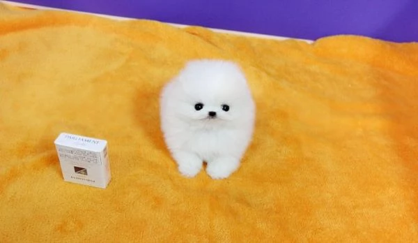 Cucciola Pomerania con pedigree Enci