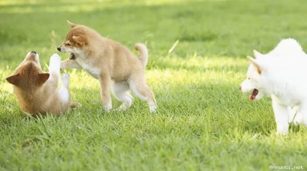 Shiba cuccioli con pedigree 
