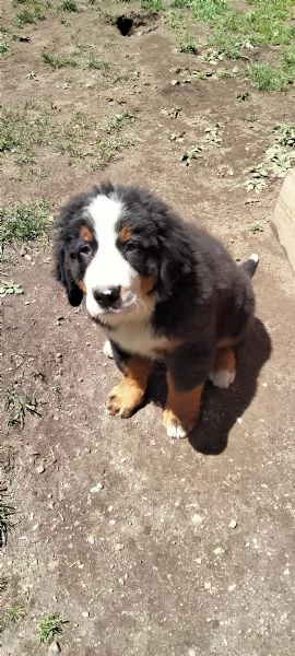 Cucciolo di bovaro del bernese  | Foto 5