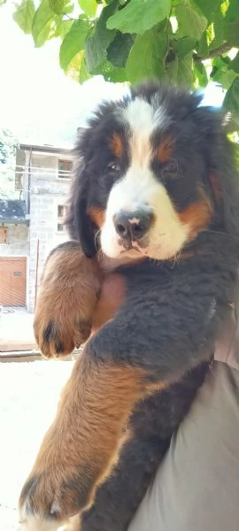 Cucciolo di bovaro del bernese  | Foto 4