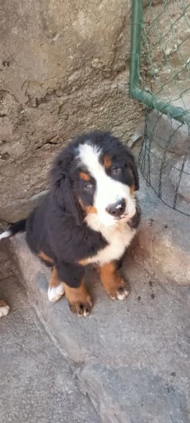 Cucciolo di bovaro del bernese  | Foto 3