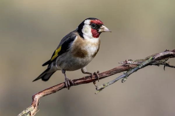 Cardellino puro