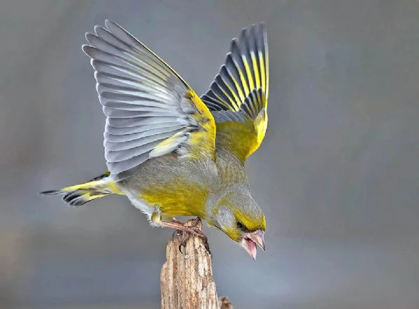 VERDELLINO giovane