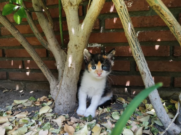 Gattini dolcissimi in regalo 